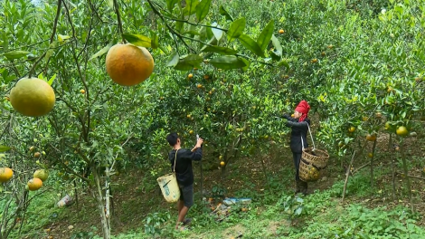 Người dân Sốp Cộp mở rộng diện tích trồng cam, đáp ứng nhu cầu thị trường (16/11/2024)