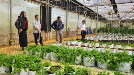 Kon Tum phát triển bền vững từ nông nghiệp công nghệ cao (8/11/2024)