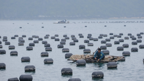 Nuôi biển ở Quảng Ninh: Xu thế tăng trưởng xanh cho hiện tại và tương lai (16/10/2024)
