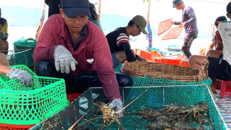 “Thủ phủ” tôm hùm Phú Yên đối mặt với nỗi lo mưa bão (1/11/2024)