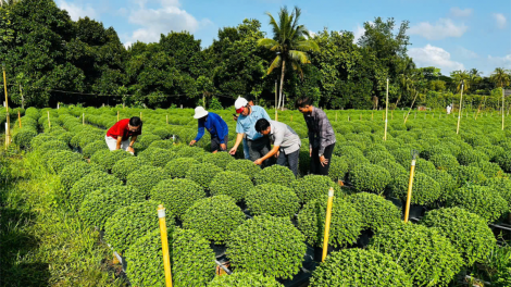 Bến Tre: Khẩn trương giúp nông dân “ xử lý” cây Cúc Mâm xôi chậm ra hoa (15/11/2024)