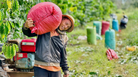 Ngành nông nghiệp Đắk Lắk thêm một năm gặt hái thắng lợi (19/12/2024)