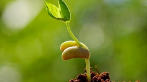 Loạt phóng sự "Kiến tạo không gian phát triển kinh tế nông nghiệp", Bài 2: Rễ cạn, mầm cây khó lớn (26/12/2024)