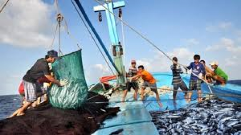 Quyết liệt ngăn chặn khai thác thủy sản tận diệt (10/12/2024)