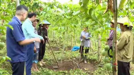 Cây giảm nghèo cho vùng cao Lai Châu (07/12/2024)