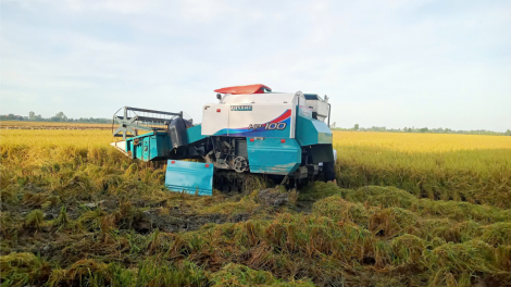 Hợp tác xã đóng vai trò quan trọng vào thành công Đề án 1 triệu ha lúa (01/12/2024)