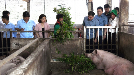 Chăn nuôi lợn hữu cơ, an toàn sinh học góp phần phát triển chăn nuôi bền vững (3/12/2024)