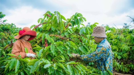 Nâng tầm nông sản Đắk Nông qua chương trình OCOP (07/12/2024)