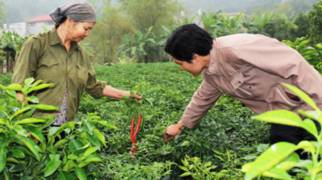 Bắc Ninh- Hiệu quả trong chuyển đổi cơ cấu cây trồng