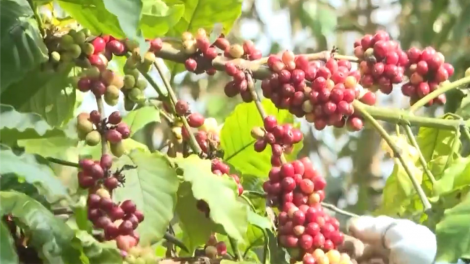 Kết quả ấn tượng trong xuất khẩu năm 2024 ở Đắk Lắk (28/12/2024)