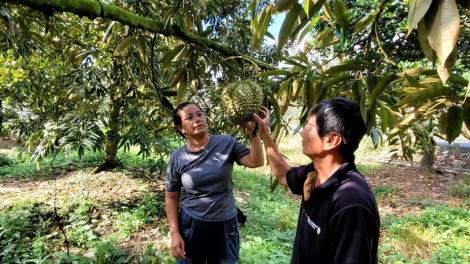 Tiền Giang: Bước vào mùa khô, chủ động phòng chống hạn mặn bảo vệ vườn cây "tỉ phú" (2/12/2024)