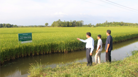 Bạc Liêu: Nông dân trồng lúa ST trên đất tôm phấn khởi vì lúa trúng mùa, được giá (19/12/2024)