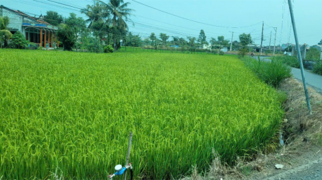 Tiền Giang: Chủ động tích nước ngọt phục vụ sản xuất nông nghiệp (25/12/2024)