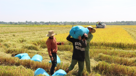 Đăk Lăk đẩy mạnh kết nối tiêu thụ sản phẩm lúa gạo (12/2/2024)