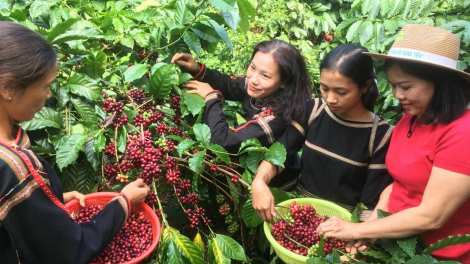 Tây Nguyên vững niềm tin phát triển đón mùa xuân mới (16/02/2024)