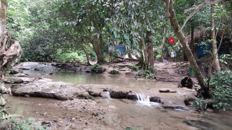 Thái Nguyên: Phát triển rừng bền vững theo chứng chỉ FSC (13/2/2024)