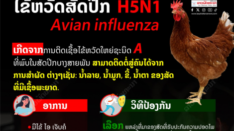 Lào phát hiện dịch cúm gia cầm H5N1 (07/02/2024)