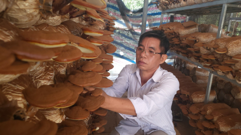 Hỗ trợ nông dân ứng dụng khoa học kỹ thuật vào sản xuất (25/2/2024)
