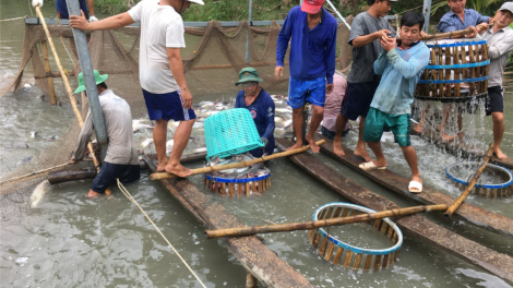 Sau Tết ngư dân Tiền Giang trúng mùa, trúng giá cá tra do “ cầu vượt cung” (14/2/2024)