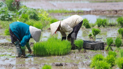 Tập trung lấy nước đợt hai và gieo cấy lúa Xuân ở các tỉnh phía Bắc (19/02/2024)