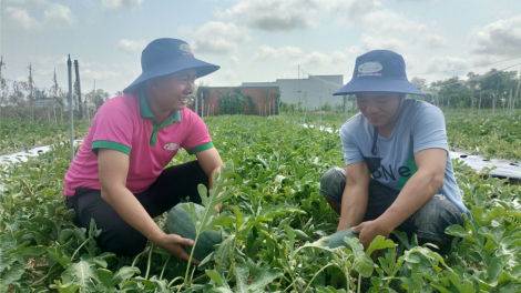 Trái cây cận tết giá cao, nông dân Tiền Giang phấn khởi (08/02/2024)