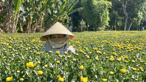 Thương lái “huỷ kèo” người trồng hoa ở Bà Rịa Vũng Tàu điêu đứng  (06/02/2024)