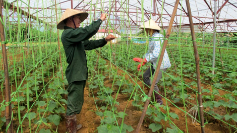 Sản xuất nông nghiệp nhà lưới, nhà màng, hướng phát triển bền vững tại Lai Châu (21/2/2024)