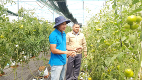 Vùng dân tộc thiểu số Lâm Đồng giàu lên nhờ phát huy lợi thế cây trồng (2/2/2024)