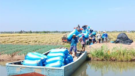 Thoát hạn mặn, nông dân Tiền Giang thu hoạch lúa Đông Xuân trúng giá (20/02/2024)