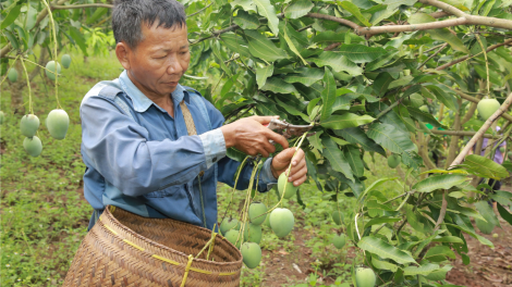 “Chìa khoá” để nông sản Sơn La vươn xa (05/2/2024)