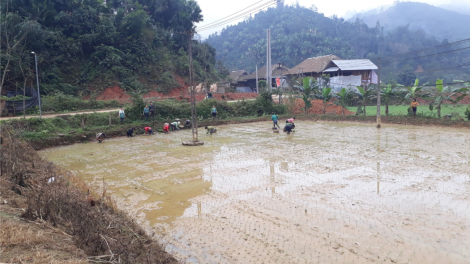 Sau Tết, nông dân Yên Bái hối hả xuống đồng (19/2/2024)
