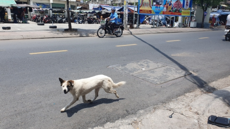 TP.HCM đề xuất nuôi chó mèo phải đăng ký và khuyến khích gắn chip (26/03/2024)