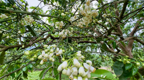 Mùa hoa “bưởi tiến vua” (27/3/2024)