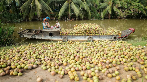 Trái dừa Bến Tre giá thấp lại bị sâu bệnh tấn công (08/03/2024)