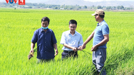 Thương hiệu gạo “Phú Thiện” đem lại ấm no cho bà con nông dân Gia Lai (2/3/2024)