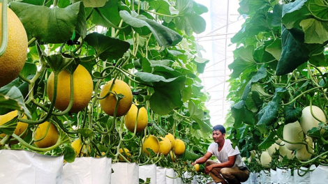 Tiết giảm chi phí với sản xuất nông nghiệp hướng hữu cơ, tuần hoàn (09+10/03/2024)
