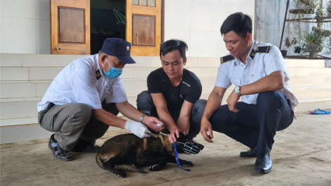 Bệnh dại tại Tây Nguyên diễn biến phức tạp (27/3/2024)