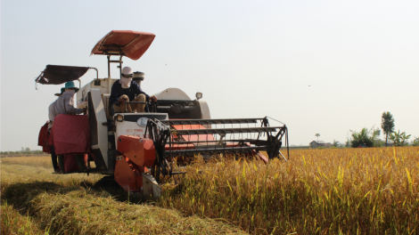 Nan giải bài toán hài hòa lợi ích giữa người dân và doanh nghiệp ở vụ lúa Đông Xuân (05/03/2024)