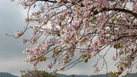 Mùa hoa ban rực rỡ nơi núi rừng Điện Biên - Tây Bắc (25/3/2024)