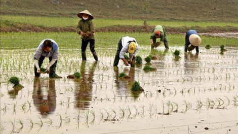 Kiến thức chăm sóc lúa xuân ở các tỉnh phía Bắc (07/03/2024)