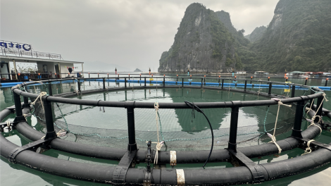 Quảng Ninh: Tăng cường bảo vệ, phát triển nguồn lợi thủy sản (30/3/2024)