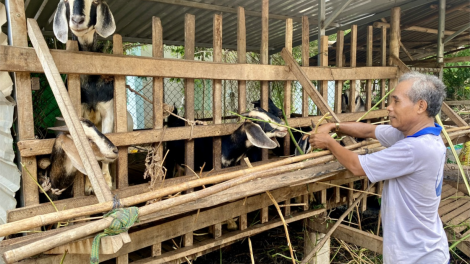 Bà Rịa Vũng Tàu sản xuất có trách nhiệm để xây dựng thương hiệu chăn nuôi (18/3/2024)