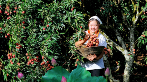 Hải Dương: Chủ động xúc tiến tiêu thụ vải thiều (24/3/2024)