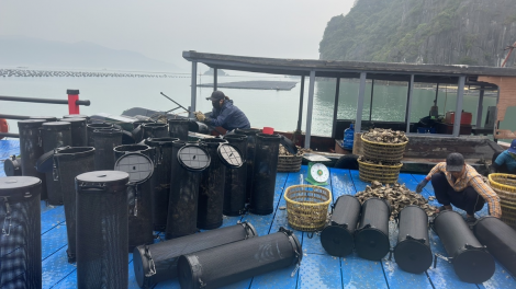 THỜI SỰ 6H SÁNG 31/3/2024: Quảng Ninh khai thác gắn với bảo vệ nguồn lợi thuỷ sản.