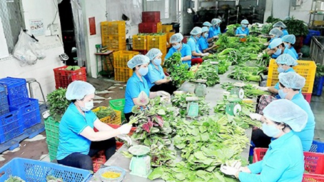"Liên kết, hợp tác" xu hướng tất yếu trong sản xuất nông nghiệp và phát triển hợp tác xã (12/04/2024)