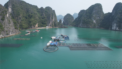 Niềm vui của những doanh nghiệp, HTX đầu tiên ở Quảng Ninh được cấp phép nuôi biển (05/04/2024)