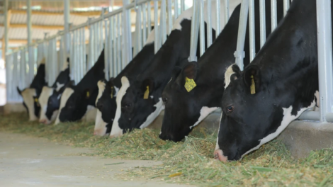 Mô hình Hợp tác xã công nghệ cao đồng hành cùng người nông dân nuôi bò sữa tại Dalatmilk (02/04/2024)