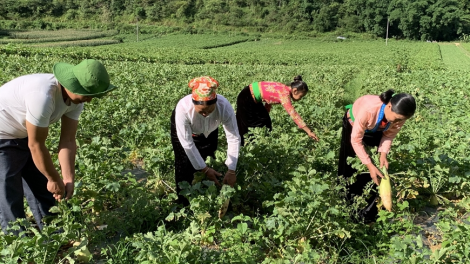 Chuyển đổi cơ cấu cây trồng hiệu quả tạo sức bật cho kinh tế nông thôn (26/04/2024)