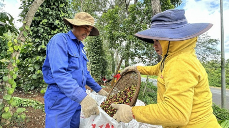 Giá cà phê tăng cao, làm sao để nông dân hưởng lợi (02/04/2024)