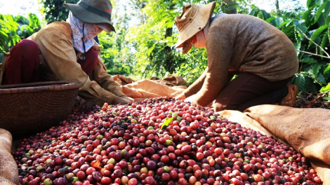 Khó chưa từng có, doanh nghiệp cà phê vẫn lạc quan trước “dốc đứng” thị trường (01/4/2024)